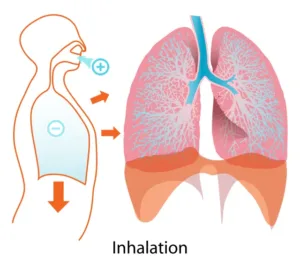 Inhalation_diagram.svg_result