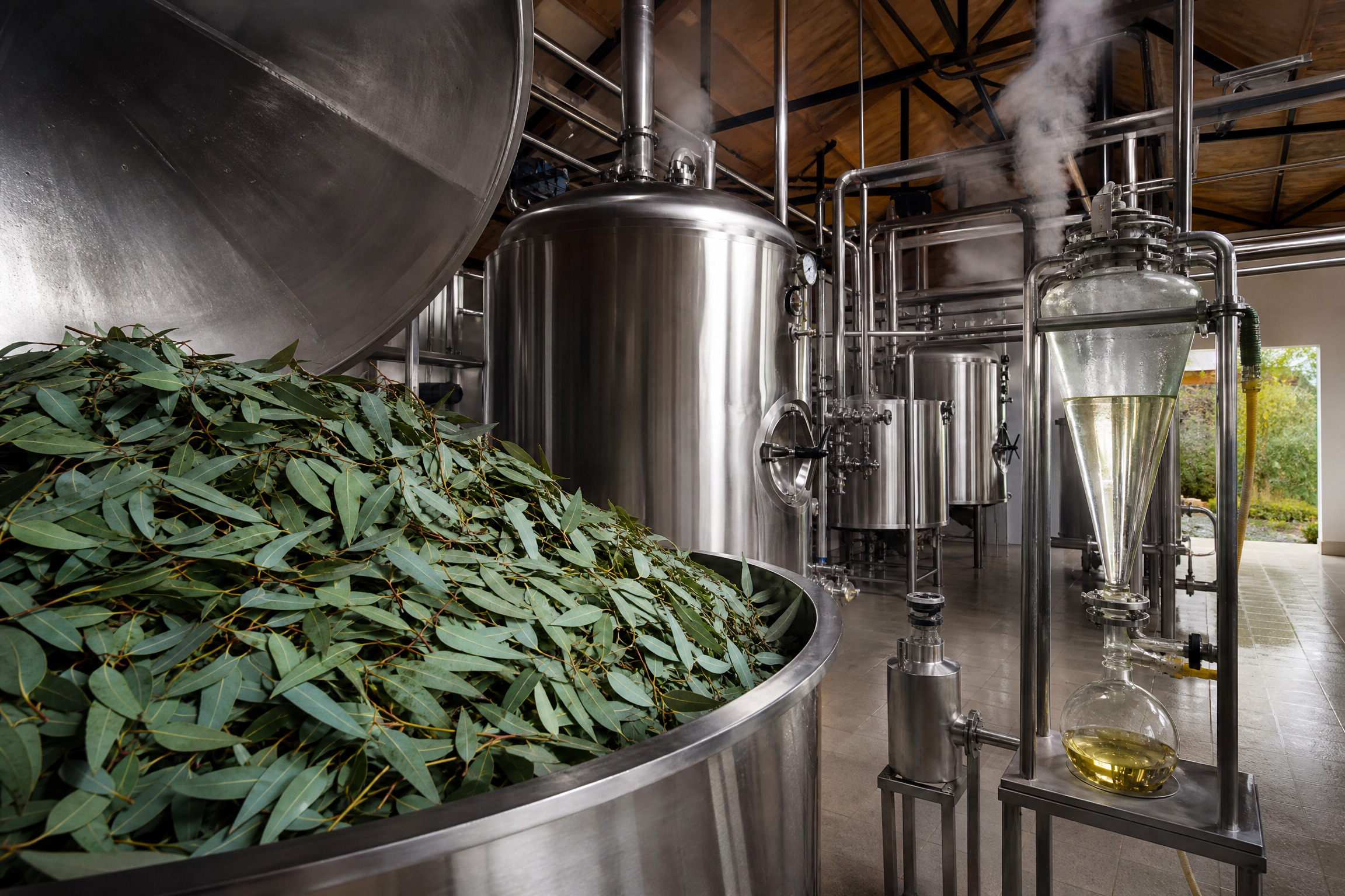 eucalyptus distillation process
