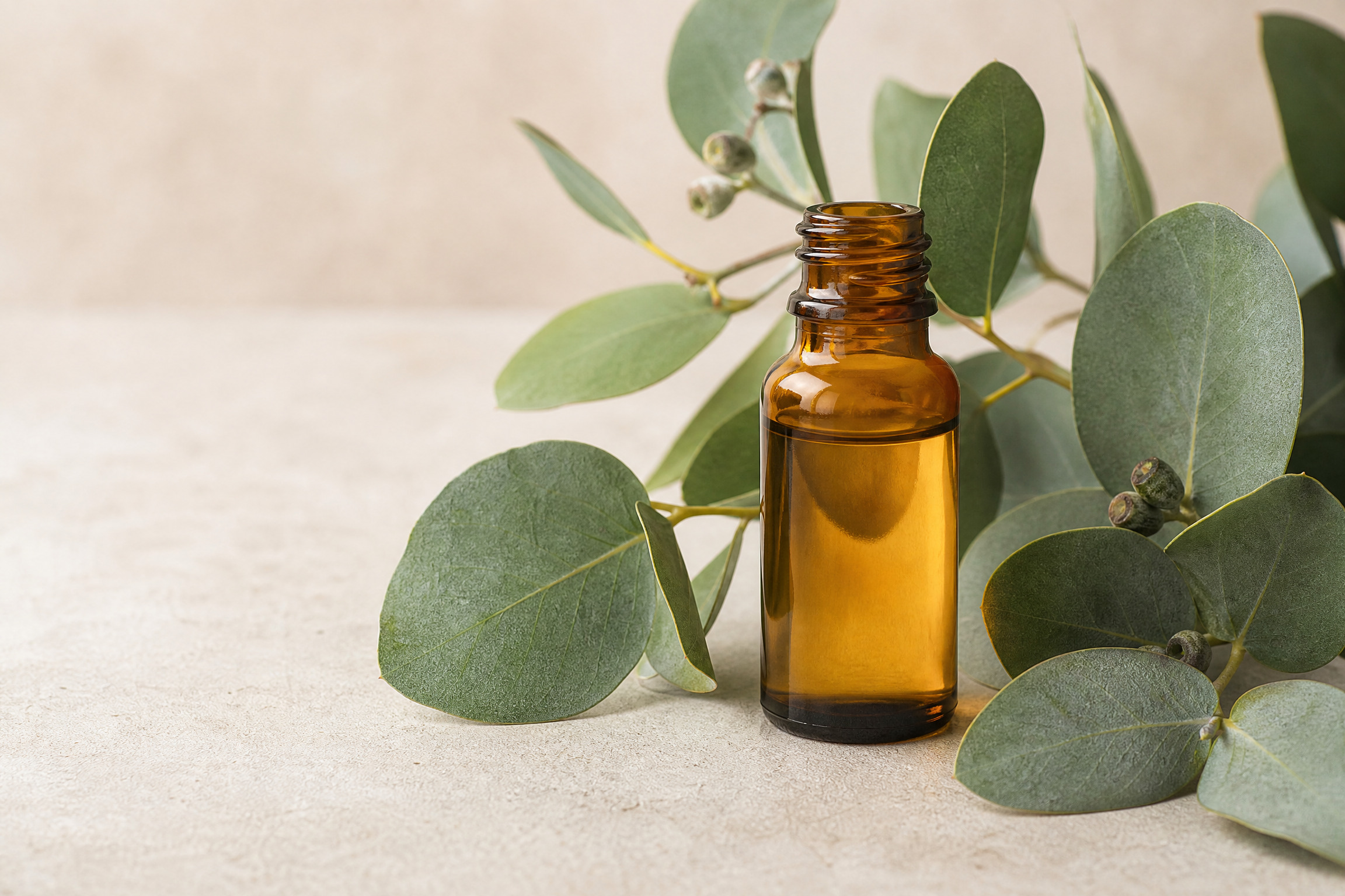 eucalyptus essential oil b2b
